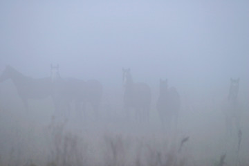 Naklejka premium Horses in the mist