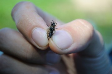 a fly in the hand