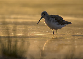 Shank- Bird in Water