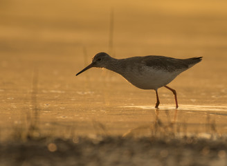 Shank- Bird in Water