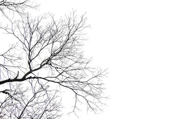 Dead tree isolated on white background for design.