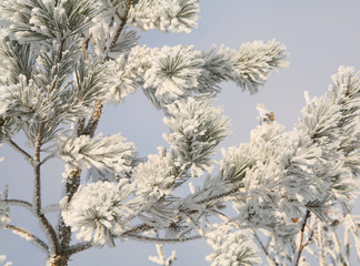 pine branch with hoarfrost