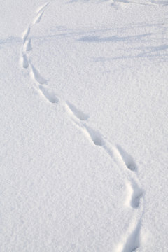 Rabbit Tracks In The Snow