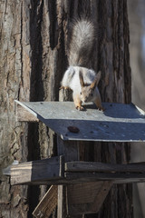 Energetic squirrel on bird feeder in a park
