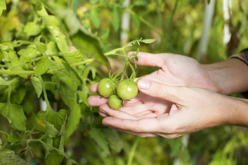Tomato harvest.