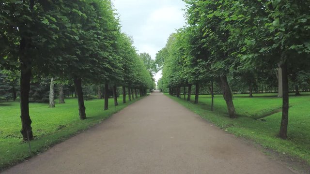 Alley in the Park in Peterhof
