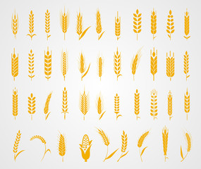 Ears of wheat bread symbols. - obrazy, fototapety, plakaty