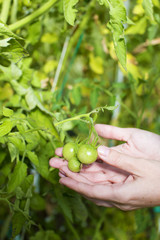 Tomato harvest.