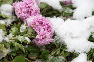 Flowers in the winter garden. Flower under snow.