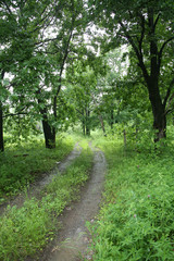 Fototapeta premium dirt road in the woods