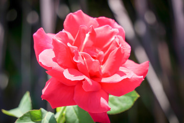The pink rose with the dark background.