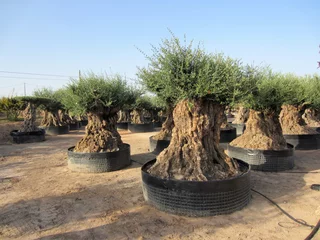 Abwaschbare Fototapete Olivenbaum mature olive trees in nursery with drip irrigation