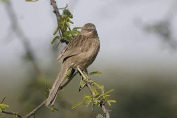 Jungle babbler