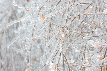 Tree branches frozen in the ice. Frozen tree branch in winter forest.