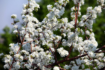 flowering branches of apple trees