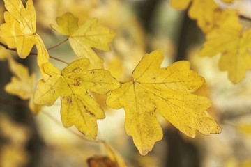 Leaves autumn morning