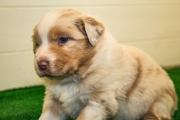 Puppy dog | Australian Shepherd