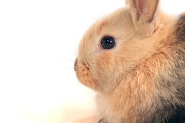 Obraz premium bunny rabbit