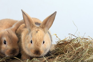 pair of rabbits