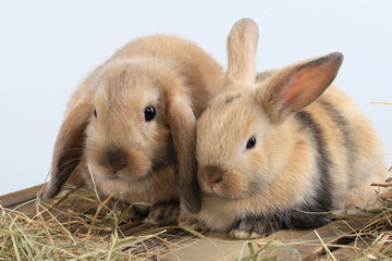 pair of rabbits