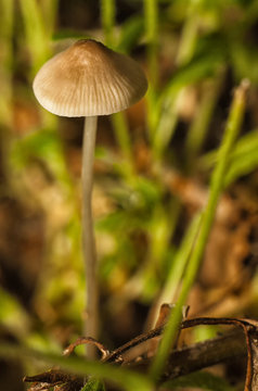 Beautiful forest mushroom.