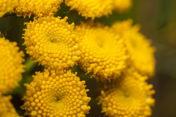 Yellow field Tansy