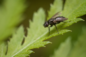 The fly on the leaf, macro