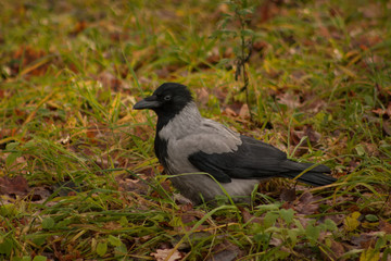 Hooded crow on the grass