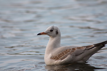 Fototapeta premium Seagull on the lake
