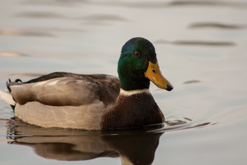 Duck on the lake.
