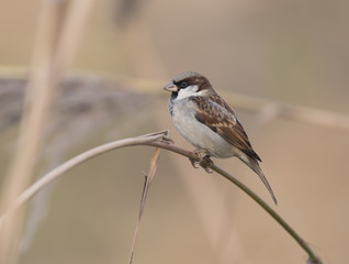 The Sparrow in Morning