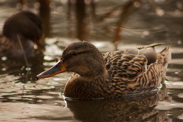 Duck on the lake.