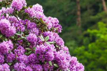 Detail of Blossoming Rhododendron / Closeup of Rhododendron bush in bloom and background of green vegetation