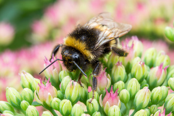a bumblebee sitting on pink flower