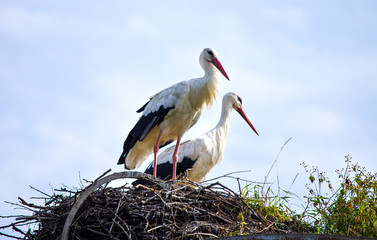 two storks standing on their nest