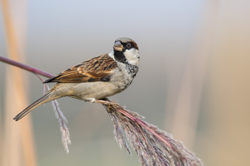 The Sparrow in Morning