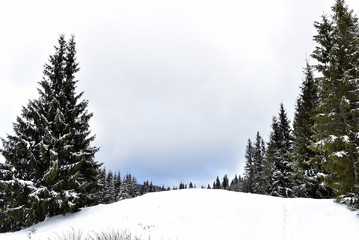 Winter landscape in the forest with snow covered trees