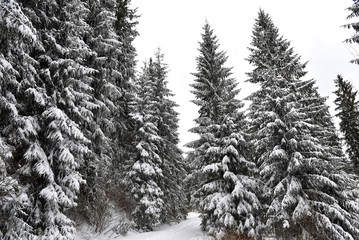Winter landscape in the forest with snow covered trees