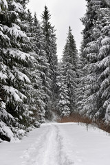 Winter trees in mountains covered with fresh snow
