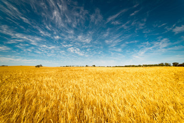 Naklejka premium Field of Golden wheat under the blue sky and clouds