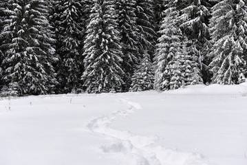 Winter landscape in the forest with snow covered trees