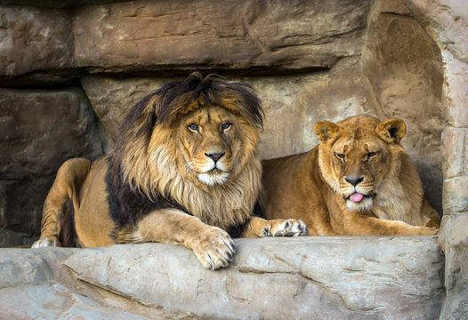 pair of lions lying on stones