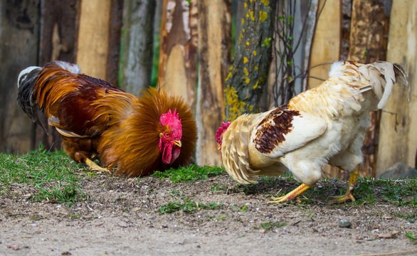 two cocks preparing to fight