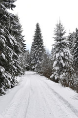 Winter mountain forest landscpae