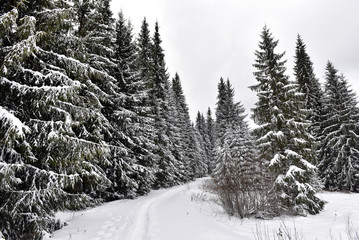 Obraz premium Winter trees in mountains covered with fresh snow