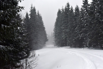Winter landscape in the forest with snow covered trees
