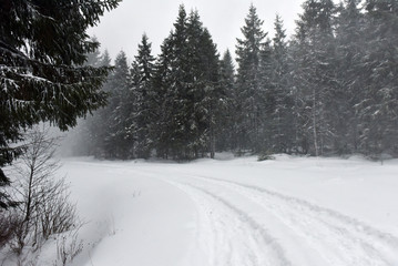 Winter mountain forest landscpae