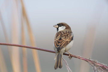 The Sparrow in Morning