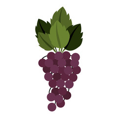 silhouette colorful of bunch grapes with stem and leafs vector illustration
