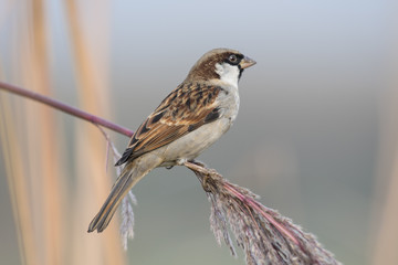 The Sparrow in Morning